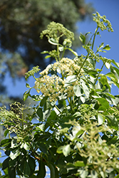 Mexican Elderberry (Sambucus mexicana) at Lakeshore Garden Centres