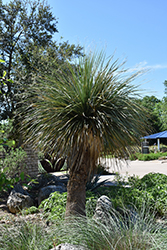 Blue Nolina (Nolina nelsonii) at Lakeshore Garden Centres