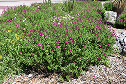 Mirage Burgundy Autumn Sage (Salvia greggii 'Balmirbur') at Lakeshore Garden Centres