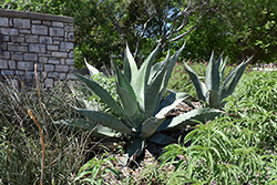 Rough Agave (Agave scabra) at Lakeshore Garden Centres