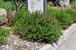Raspberry Delight Sage (Salvia 'Raspberry Delight') at Lakeshore Garden Centres