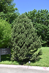 Pinyon Pine (Pinus edulis) at Lakeshore Garden Centres