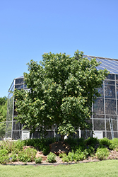 Fire Dragon Purpleblow Maple (Acer truncatum 'Fire Dragon') at Lakeshore Garden Centres