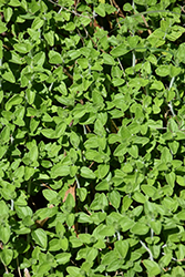 Pink Skullcap (Scutellaria suffrutescens) at Lakeshore Garden Centres