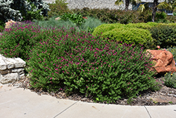 Mirage Hot Pink Autumn Sage (Salvia greggii 'Balmirhopi') at Lakeshore Garden Centres