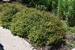 Rose Creek Abelia (Abelia x grandiflora 'Rose Creek') at Lakeshore Garden Centres