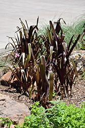 Sangria Crinum (Crinum 'Sangria') at Lakeshore Garden Centres