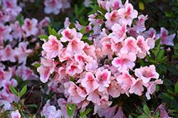 Encore Autumn Chiffon Azalea (Rhododendron 'Robled') at Lakeshore Garden Centres