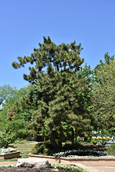 Japanese Black Pine (Pinus thunbergii) at Lakeshore Garden Centres