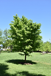 Saratoga Ginkgo (Ginkgo biloba 'Saratoga') at Lakeshore Garden Centres