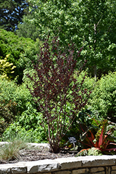 Delta Flame Crapemyrtle (Lagerstroemia indica 'Delec') at Lakeshore Garden Centres