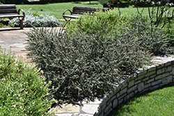 Gray Leaf Cotoneaster (Cotoneaster glaucophyllus) at Lakeshore Garden Centres