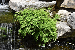 Southern Maidenhair Fern (Adiantum capillus-veneris) at Lakeshore Garden Centres