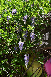 American Wisteria (Wisteria frutescens) at Lakeshore Garden Centres