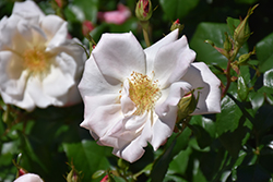Fire Opal Rose (Rosa 'KORumneza') at Lakeshore Garden Centres