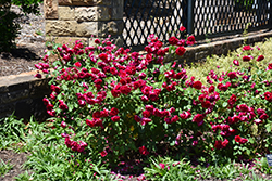 Valentine Rose (Rosa 'Valentine') at Lakeshore Garden Centres