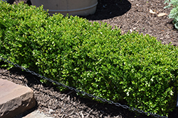Baby Gem Boxwood (Buxus microphylla 'Gregem') at Lakeshore Garden Centres