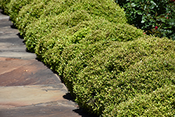Micron Yaupon Holly (Ilex vomitoria 'Gremicr') at Lakeshore Garden Centres