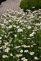 May Queen Shasta Daisy (Leucanthemum x superbum 'May Queen') at Lakeshore Garden Centres