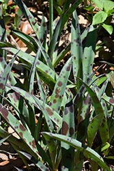 Silver Leopard Mangave (Mangave 'Silver Leopard') at Lakeshore Garden Centres