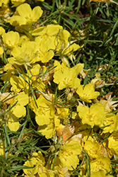 Yellow Sundrops (Calylophus serrulatus) at Lakeshore Garden Centres
