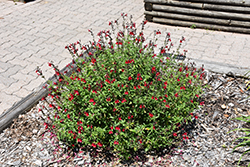 Radio Red Autumn Sage (Salvia greggii 'Radio Red') at Lakeshore Garden Centres