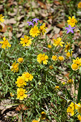 Four-nerve Daisy (Tetraneuris scaposa) at Lakeshore Garden Centres