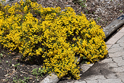 Damianita (Chrysactinia mexicana) at Lakeshore Garden Centres