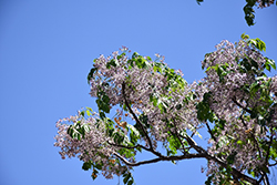Chinaberry Tree (Melia azedarach) at Lakeshore Garden Centres
