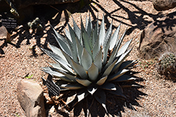New Mexico Agave (Agave neomexicana) at Lakeshore Garden Centres