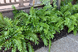 Japanese Holly Fern (Cyrtomium falcatum) at Lakeshore Garden Centres
