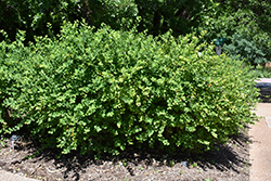 Winter Honeysuckle (Lonicera fragrantissima) at Lakeshore Garden Centres