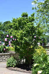 Tokyo Tower Chinese Fringetree (Chionanthus retusus 'Tokyo Tower') at Lakeshore Garden Centres