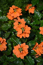 Orange Marmalade Firecracker Plant (Crossandra infundibuliformis 'Orange Marmalade') at Lakeshore Garden Centres