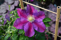 Sunset Clematis (Clematis 'Sunset') at Golden Acre Home & Garden