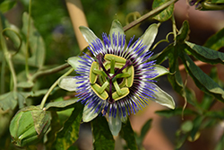 Blue Crown Passion Flower (Passiflora caerulea 'Blue Crown') at Lakeshore Garden Centres