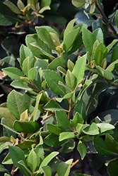 Pinkie Indian Hawthorn (Rhaphiolepis indica 'Pinkie') at Lakeshore Garden Centres
