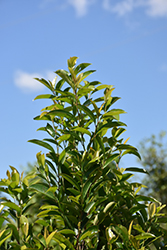 Center Court Cherry Laurel (Prunus caroliniana 'GRECCT') at Lakeshore Garden Centres