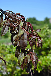 Crimson Cascade Weeping Peach (Prunus persica 'Crimson Cascade') at Lakeshore Garden Centres