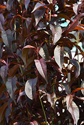 Corinthian Pink Flowering Peach (Prunus persica 'Corinthian Pink') at Lakeshore Garden Centres