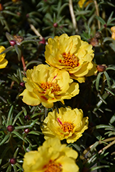 Happy Hour Banana Portulaca (Portulaca grandiflora 'PAS752653') at Lakeshore Garden Centres