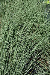 Pink Flamingo Muhly Grass (Muhlenbergia 'Pink Flamingo') at Lakeshore Garden Centres