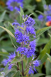 Sapphire Surf Caryopteris (Caryopteris x clandonensis 'Blauer Splatz') at Lakeshore Garden Centres