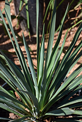 Blue Sentry Yucca (Yucca flaccida 'Blue Sentry') at Lakeshore Garden Centres