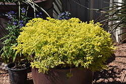 Lemon Coral Stonecrop (Sedum rupestre 'Lemon Coral') at Lakeshore Garden Centres