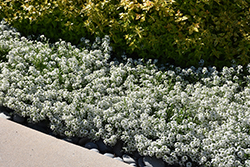 Snow Princess Alyssum (Lobularia 'Snow Princess') at Lakeshore Garden Centres