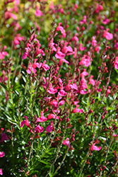 Pink Autumn Sage (Salvia greggii 'Pink') at Lakeshore Garden Centres
