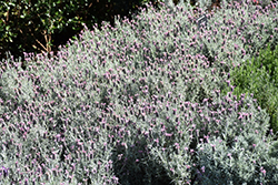 Silver Anouk Spanish Lavender (Lavandula stoechas 'Silver Anouk') at Lakeshore Garden Centres