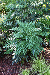 Marvel Mahonia (Mahonia 'Marvel') at Lakeshore Garden Centres