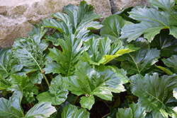 Oak Leaf Bear's Breeches (Acanthus mollis 'Oak Leaf') at Lakeshore Garden Centres